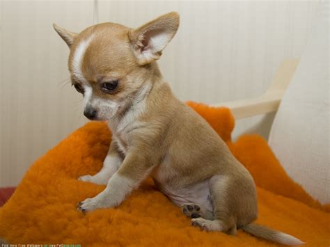 Because <b>Chihuahuas</b> are so popular, it is not difficult to locate breeders who specialize in them. . Free chihuahua puppies